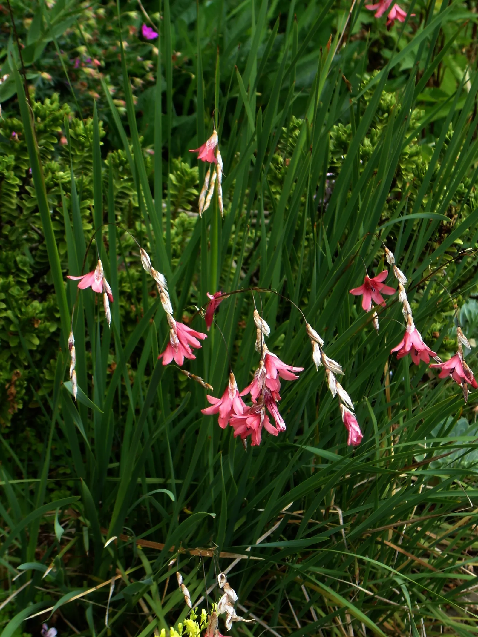 Angel's Fishing Rod (Dierama Igneum) — it is worth noting that while these plants are relatively low maintenance