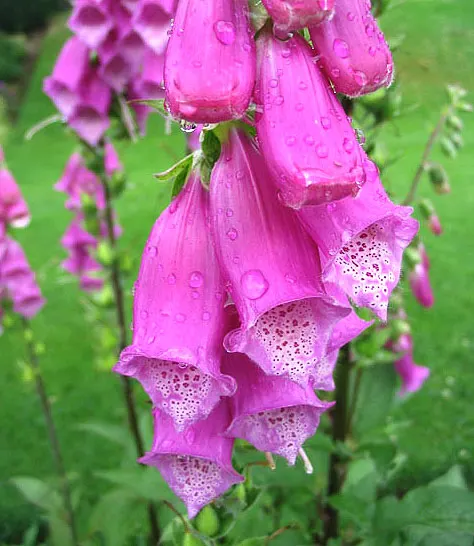 Angel's Fishing Rod (Dierama Igneum) — This South African native thrives in USDA zones 7-9, preferring well-drained soil enriched with organic matter