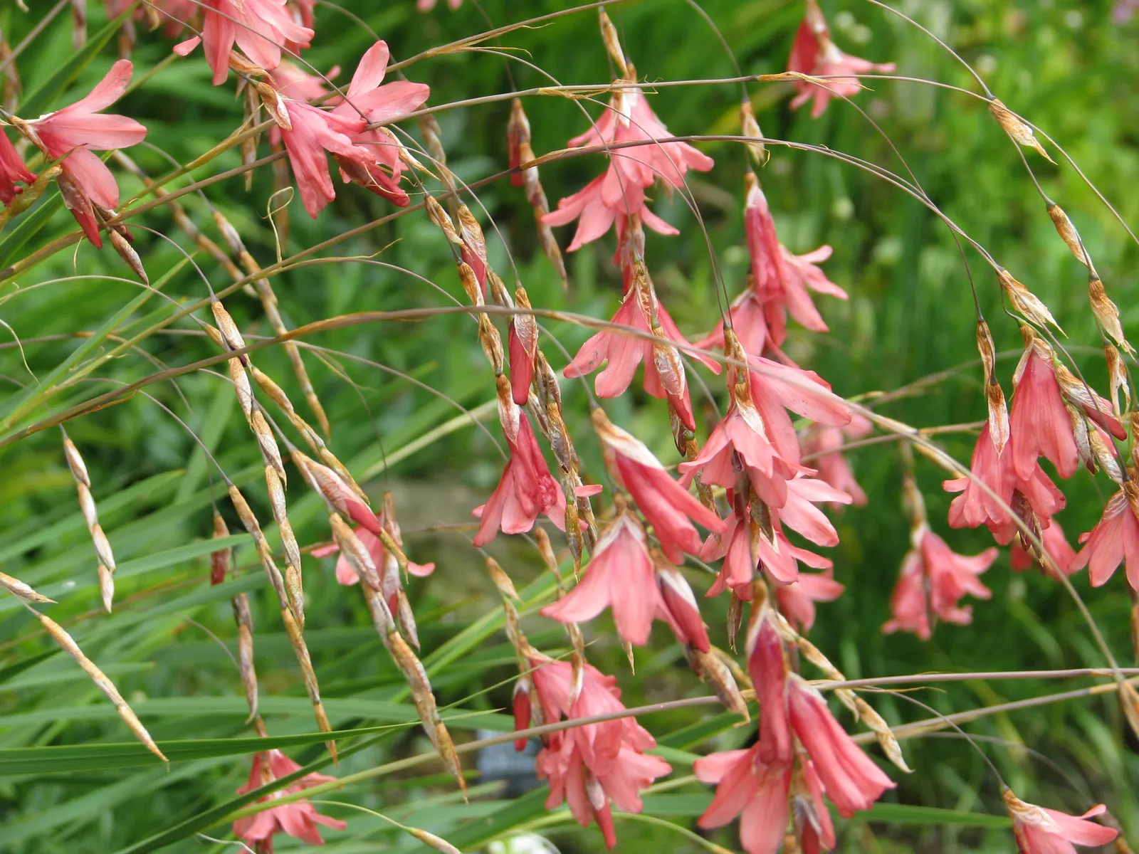 Angel's Fishing Rod (Dierama Igneum) — Space 18-24 inches apart for clump formation, image 25