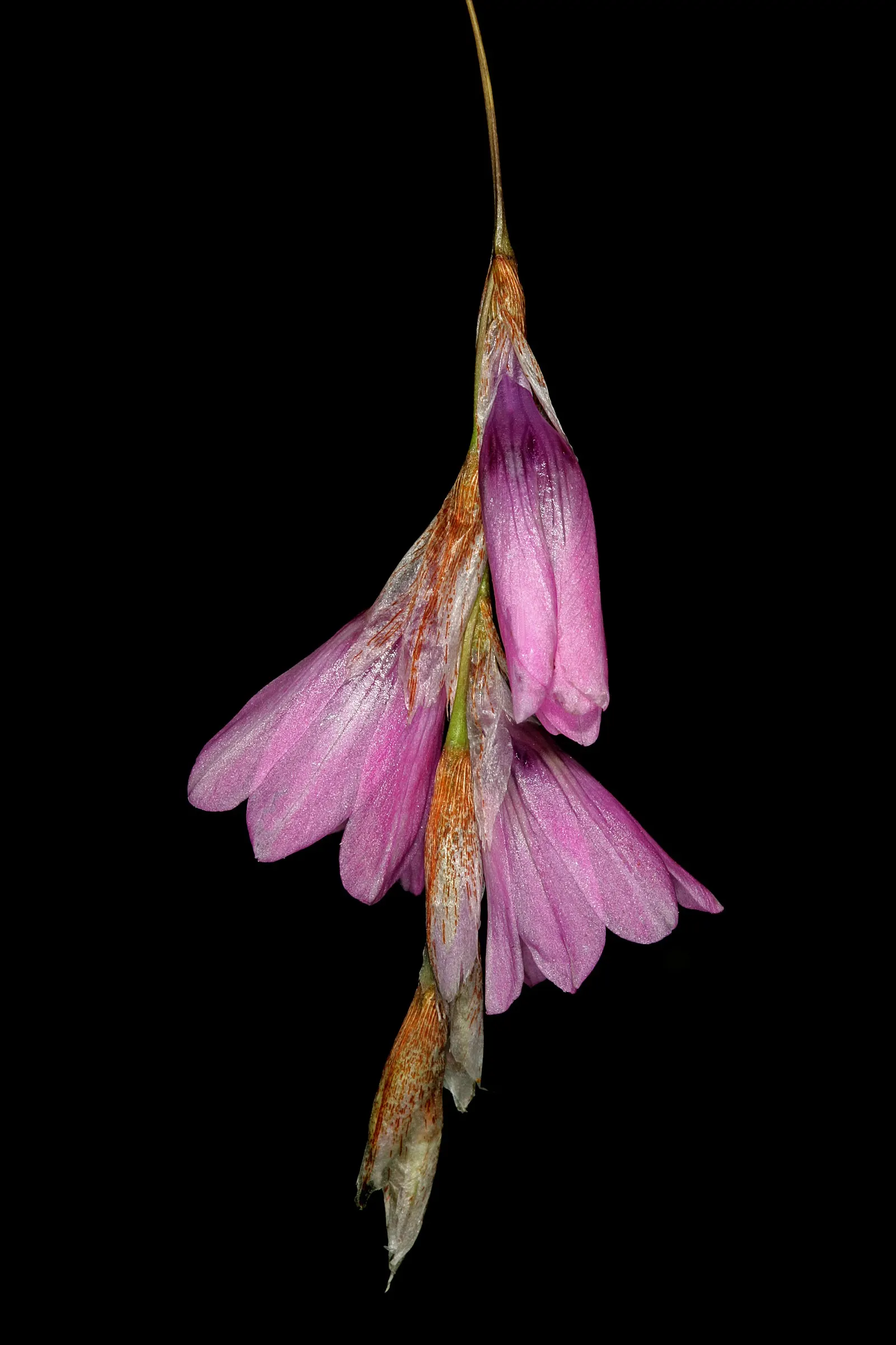Angel's Fishing Rod (Dierama Igneum) — Angel's Fishing Rod (Dierama igneum) offers graceful