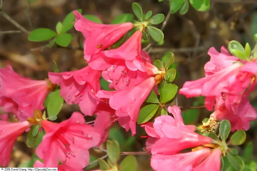 Angel's Fishing Rod (Dierama Igneum) — it is worth noting that while these plants are relatively low maintenance; dierama igneum requires full sun to part