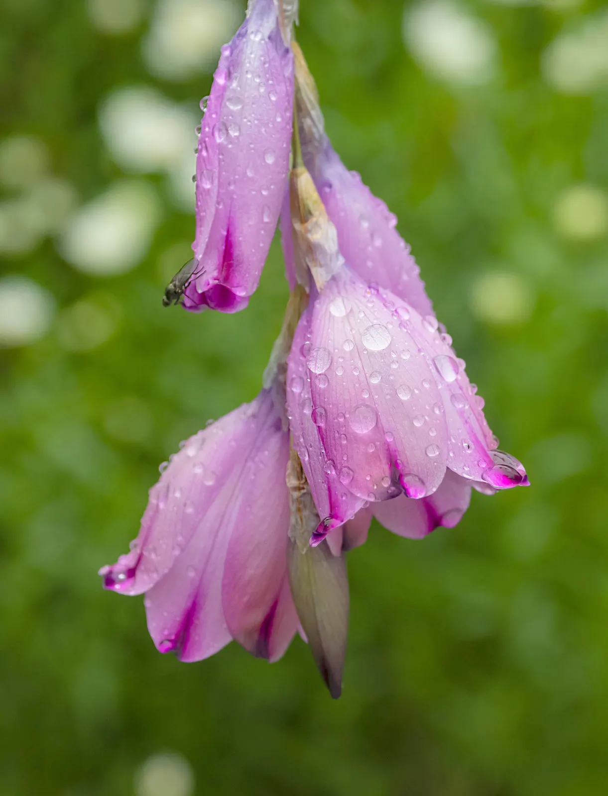 Angel's Fishing Rod (Dierama Igneum) — Dierama igneum requires full sun to part shade for optimal growth and floriferous display, image 32