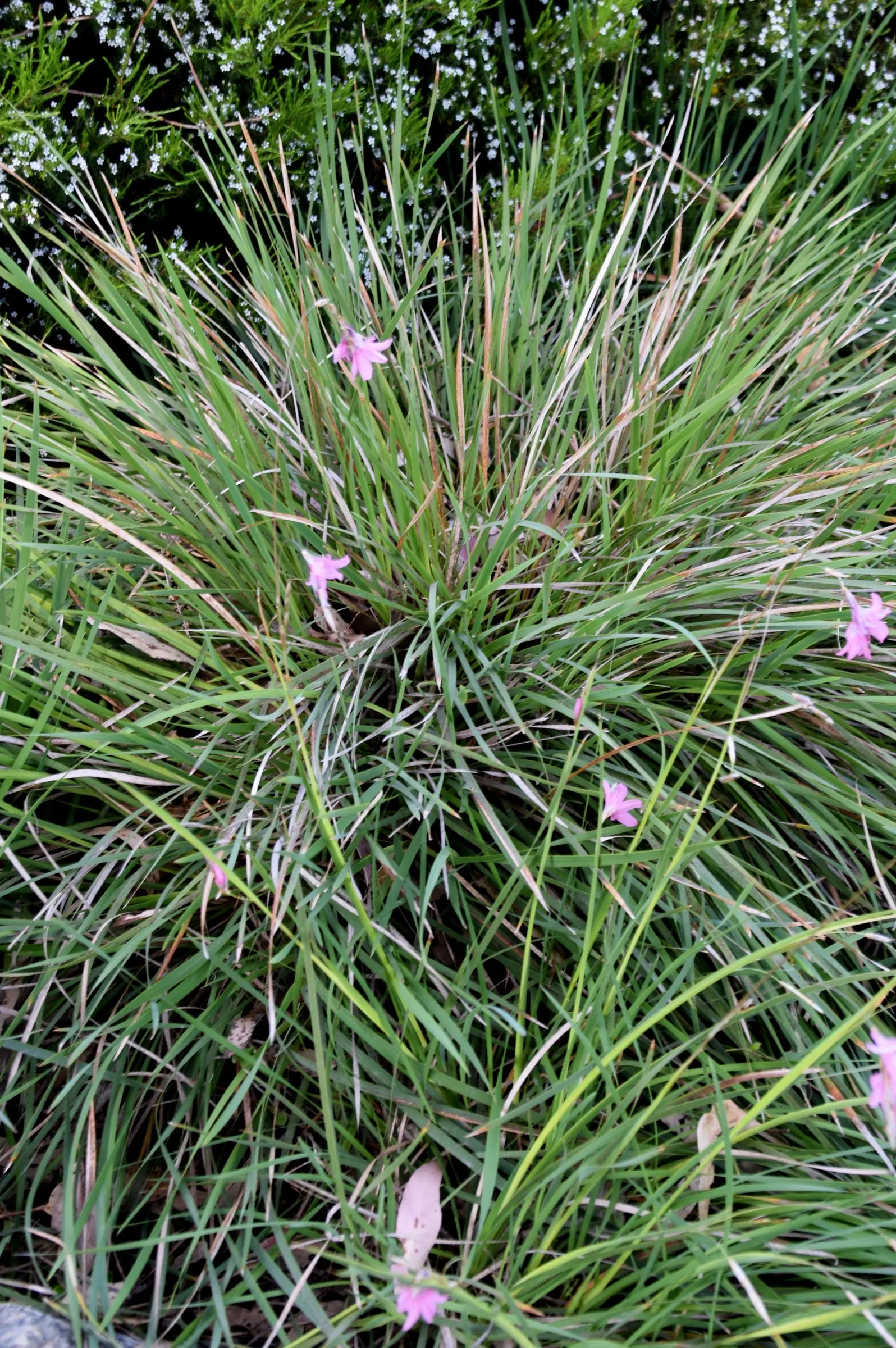 Angel's Fishing Rod (Dierama Igneum) — Perfect for borders or as a focal point in rock gardens, it adds movement and whimsy to any landscape design