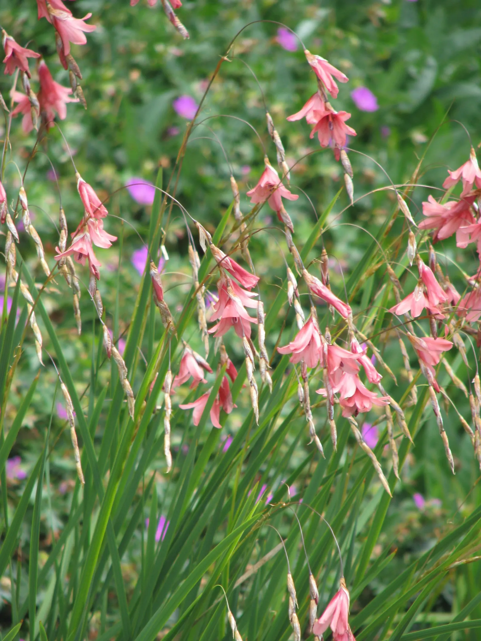 Angel's Fishing Rod (Dierama Igneum) — pink flowers in the garden