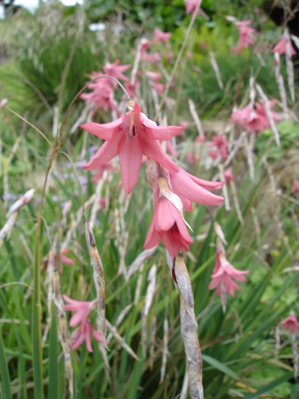 Angel's Fishing Rod (Dierama Igneum) — Suited for USDA zones 7-10, it thrives in full sun to partial shade in well-draining soil