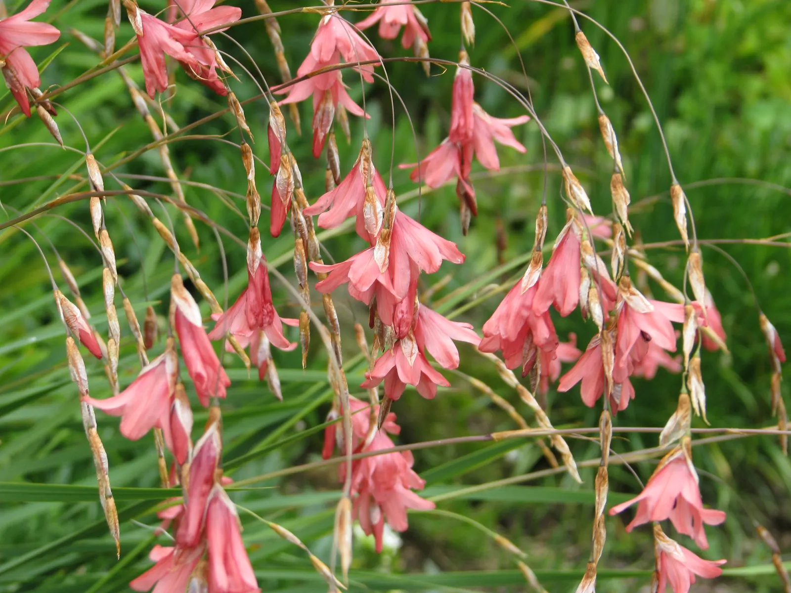 Angel's Fishing Rod (Dierama Igneum) — from which dangle blooms of a striking mauve-pink hue in mid to late summer