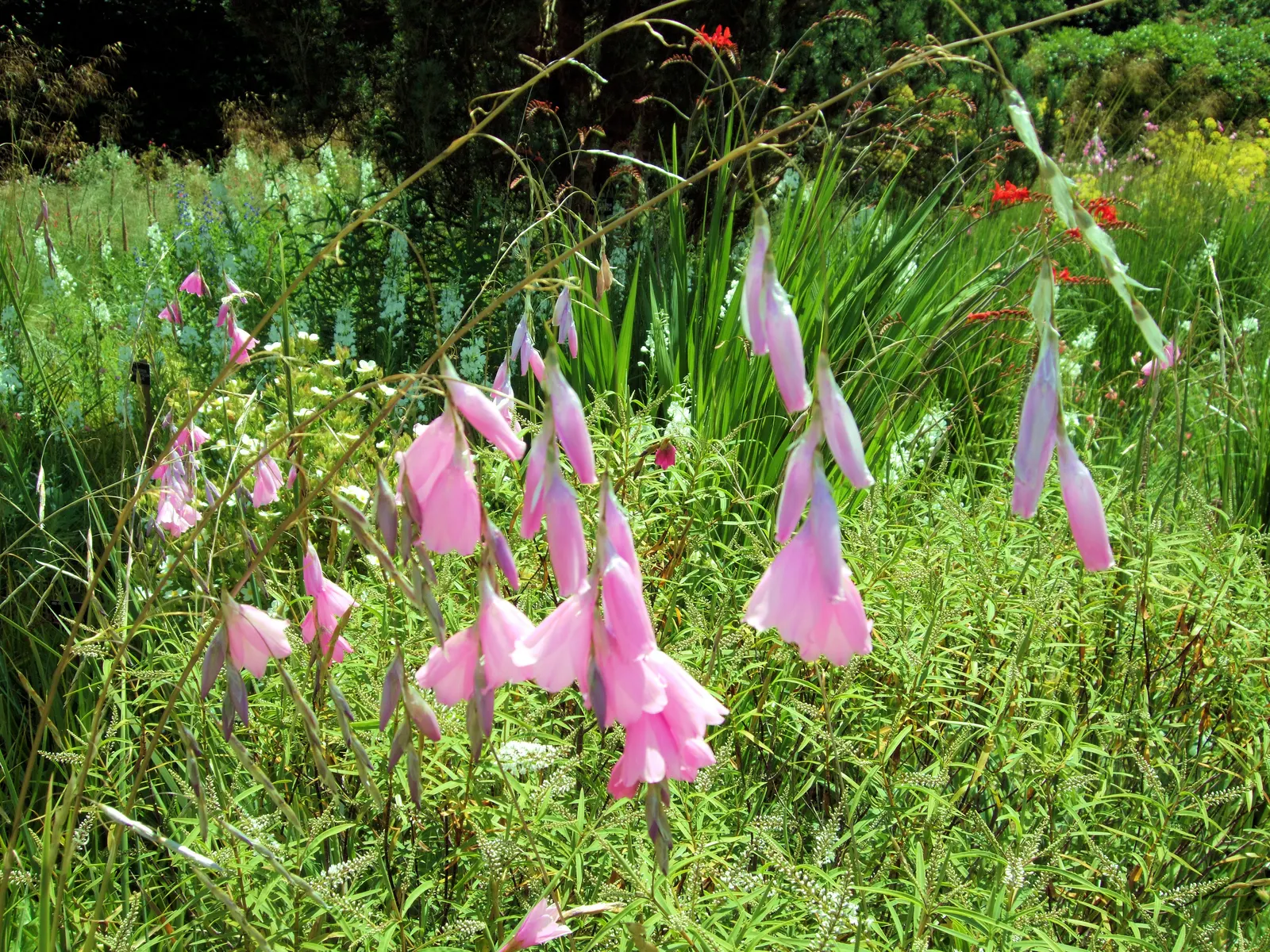 Angel's Fishing Rod (Dierama Igneum) — Dierama igneum is drought-resistant