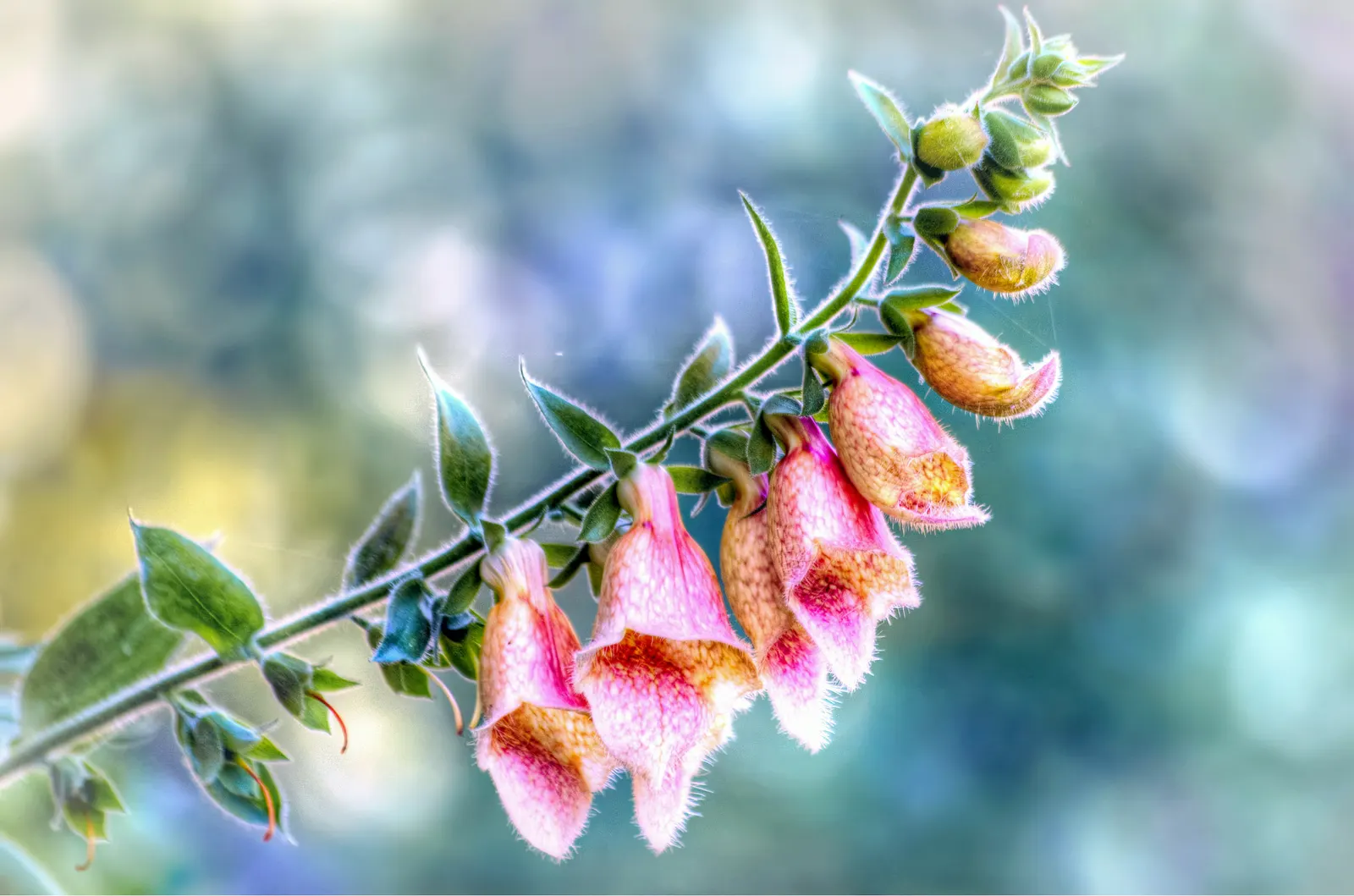 Angel's Fishing Rod (Dierama Igneum) — from which dangle blooms of a striking mauve-pink hue in mid to late summer; space 18-24 inches apart for clump formation