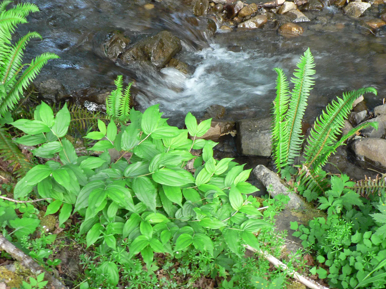Angel's Fishing Rod (Dierama Igneum) — they detest soggy conditions