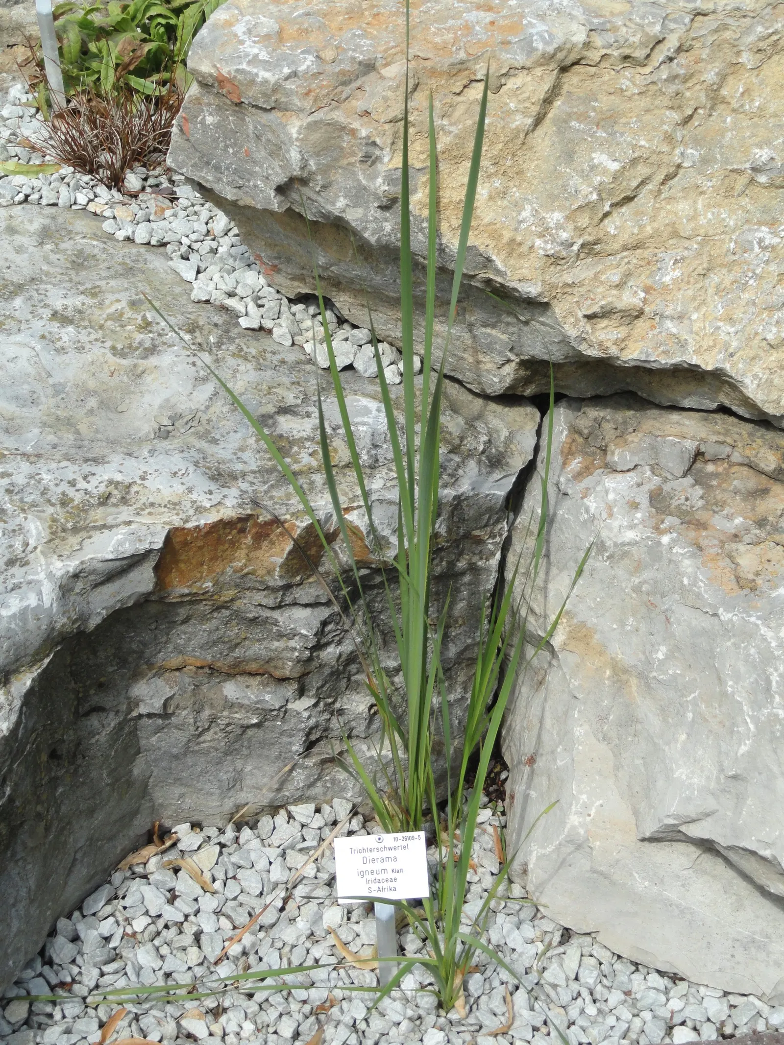 Angel's Fishing Rod (Dierama Igneum) — It showcases its beauty best when planted in masses along borders or featured in rock gardens