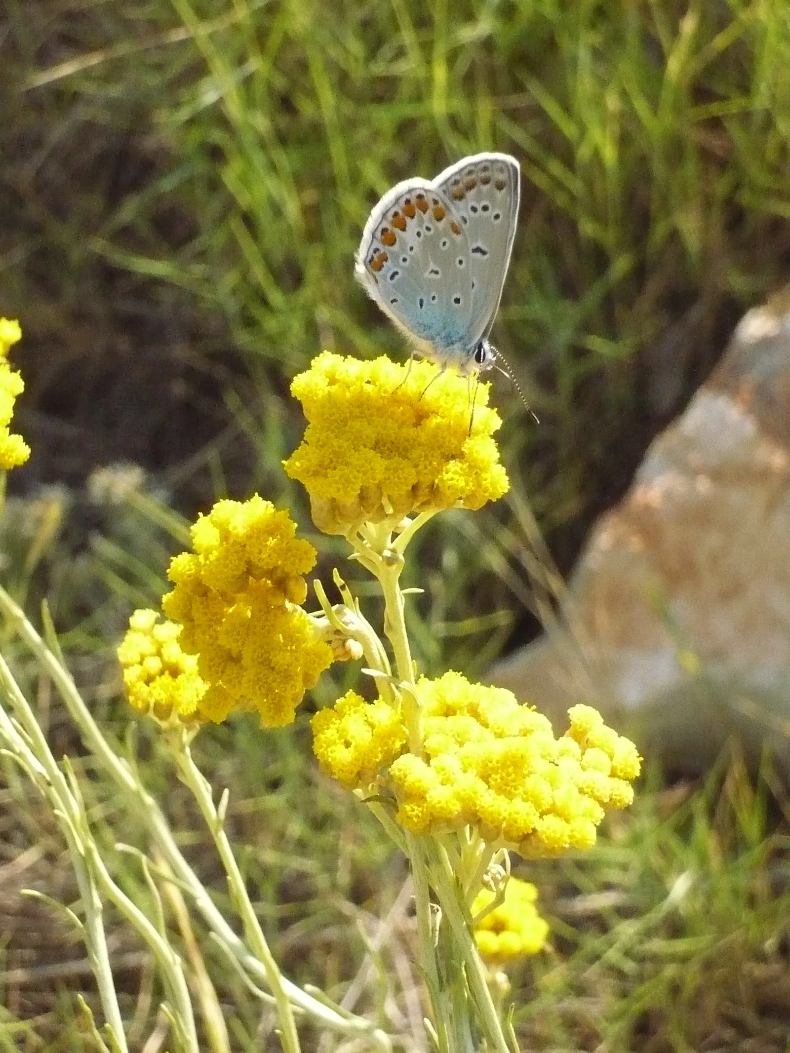 Curry Plant (Helichrysum Italicum) — making it a versatile choice for various garden spots
