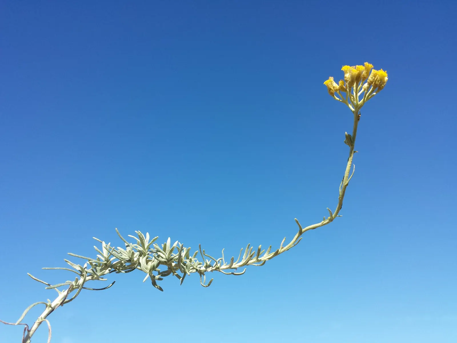 Curry Plant (Helichrysum Italicum) — It thrives in USDA hardiness zones 8 to 11 and prefers full sun exposure to partial shade; commonly known as Curry Plant