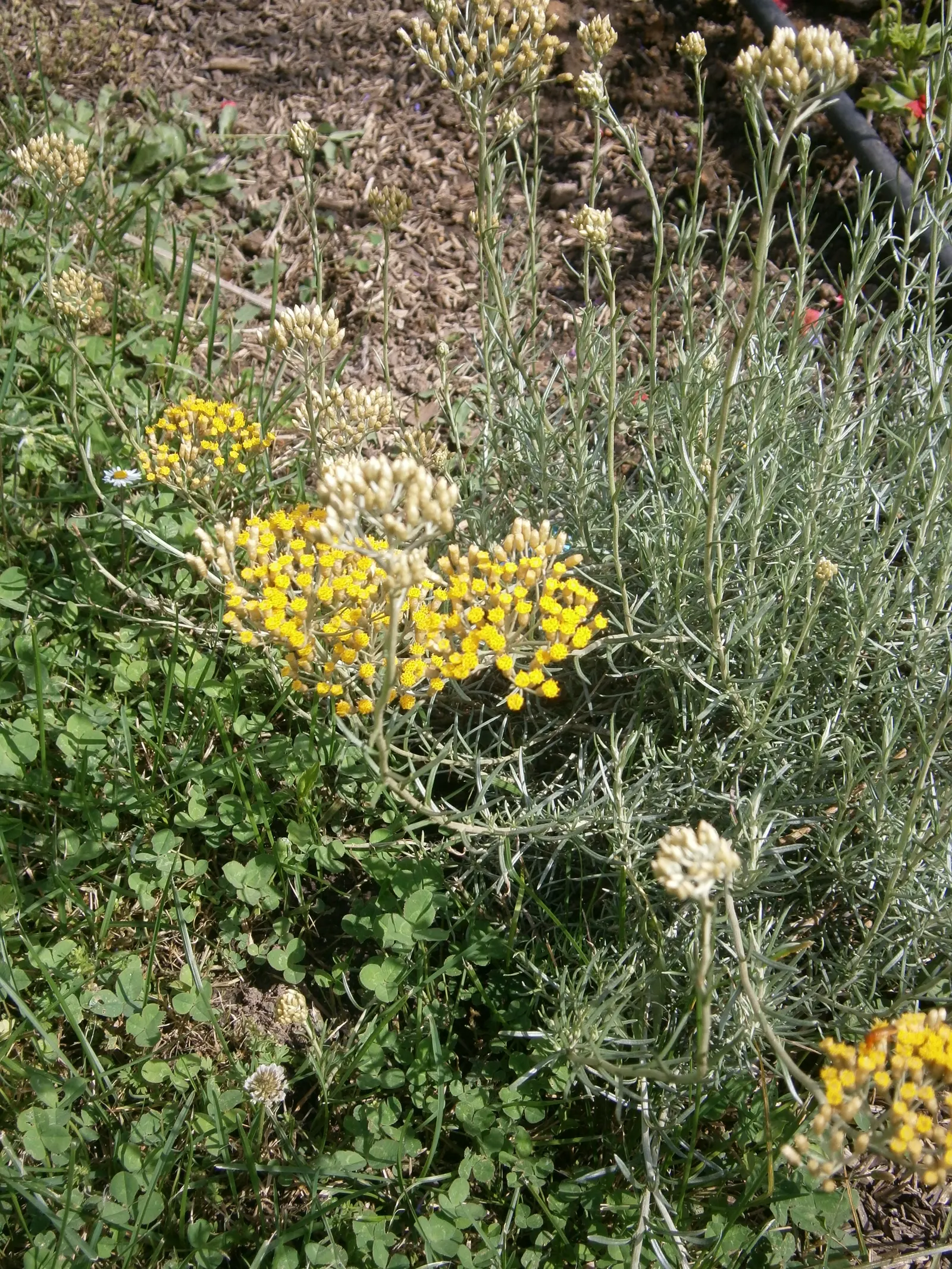 Curry Plant (Helichrysum Italicum) — This evergreen perennial typically reaches 18-24 inches in height and width; noteworthy for its low, image 43
