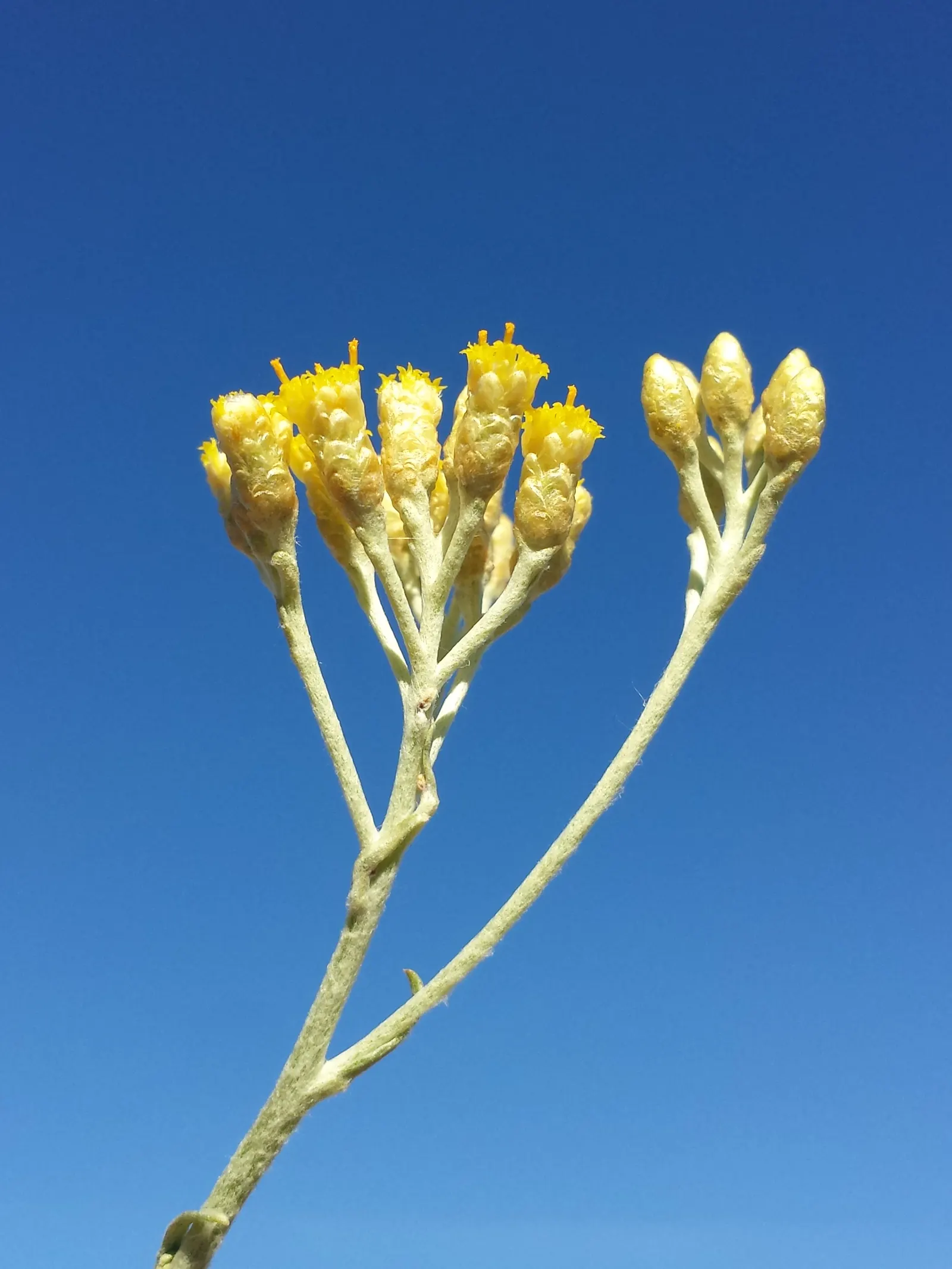 Curry Plant (Helichrysum Italicum) — commonly known as Curry Plant