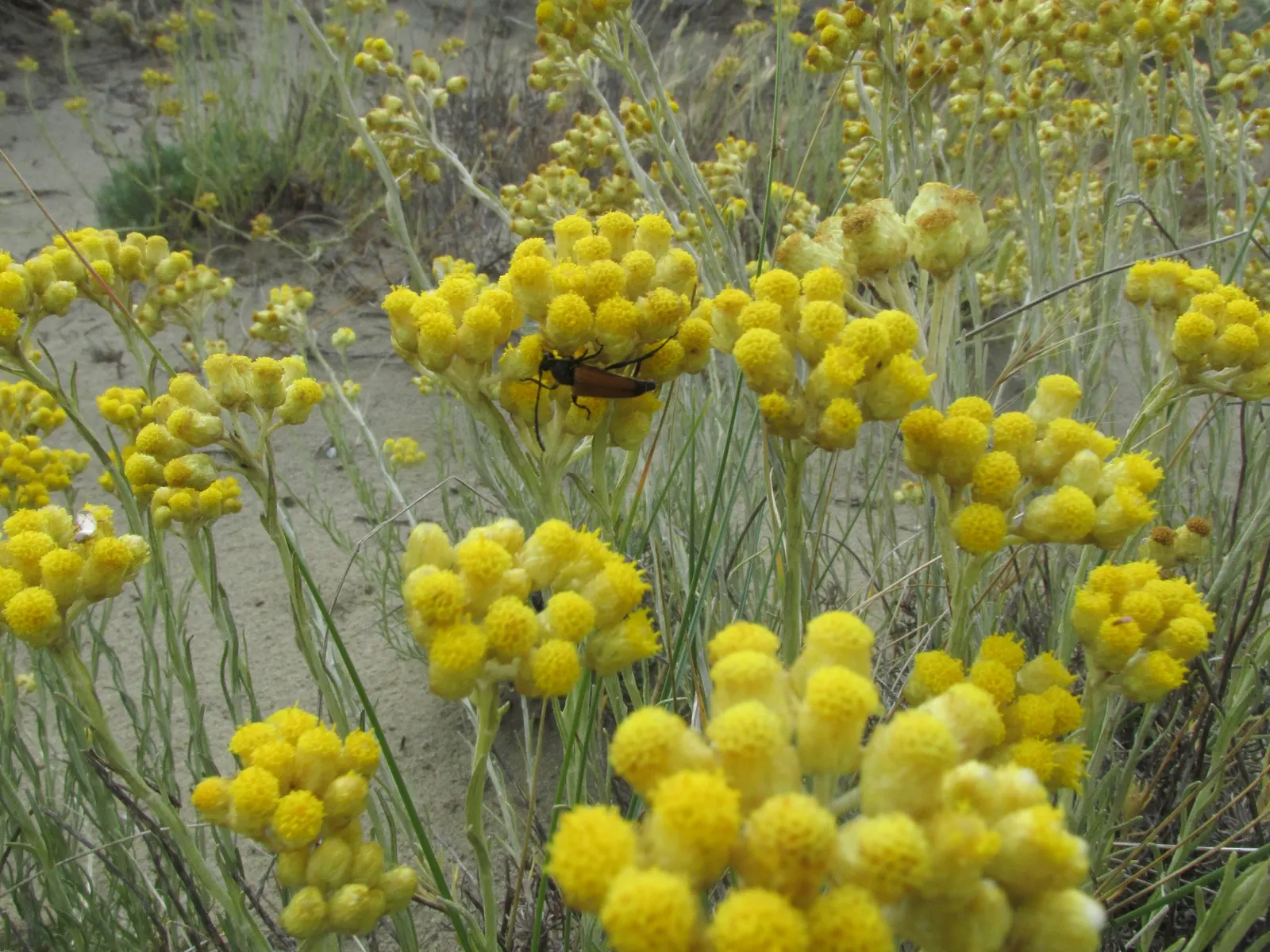 Curry Plant (Helichrysum Italicum) — silver-gray foliage that exudes an enticing curry fragrance when brushed or crushed; deer-resistant, Curry Plant adds