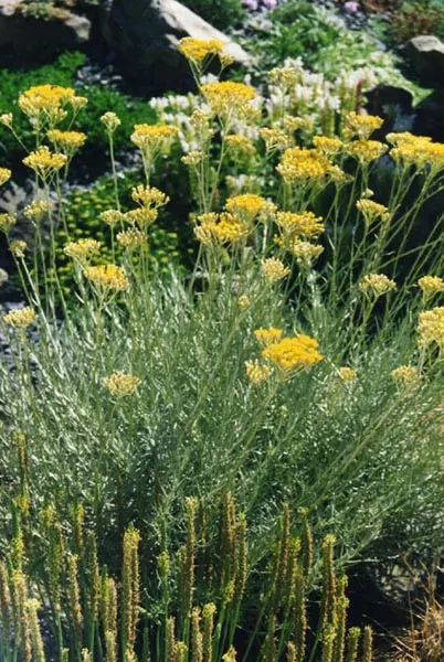 Curry Plant (Helichrysum Italicum) — A member of the Asteraceae family; ground cover for full, image 49
