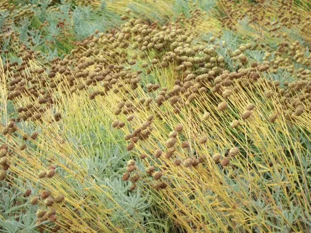 Curry Plant (Helichrysum Italicum) — features silver-gray foliage with a strong curry fragrance; it's critical to note that this plant is not, image 42
