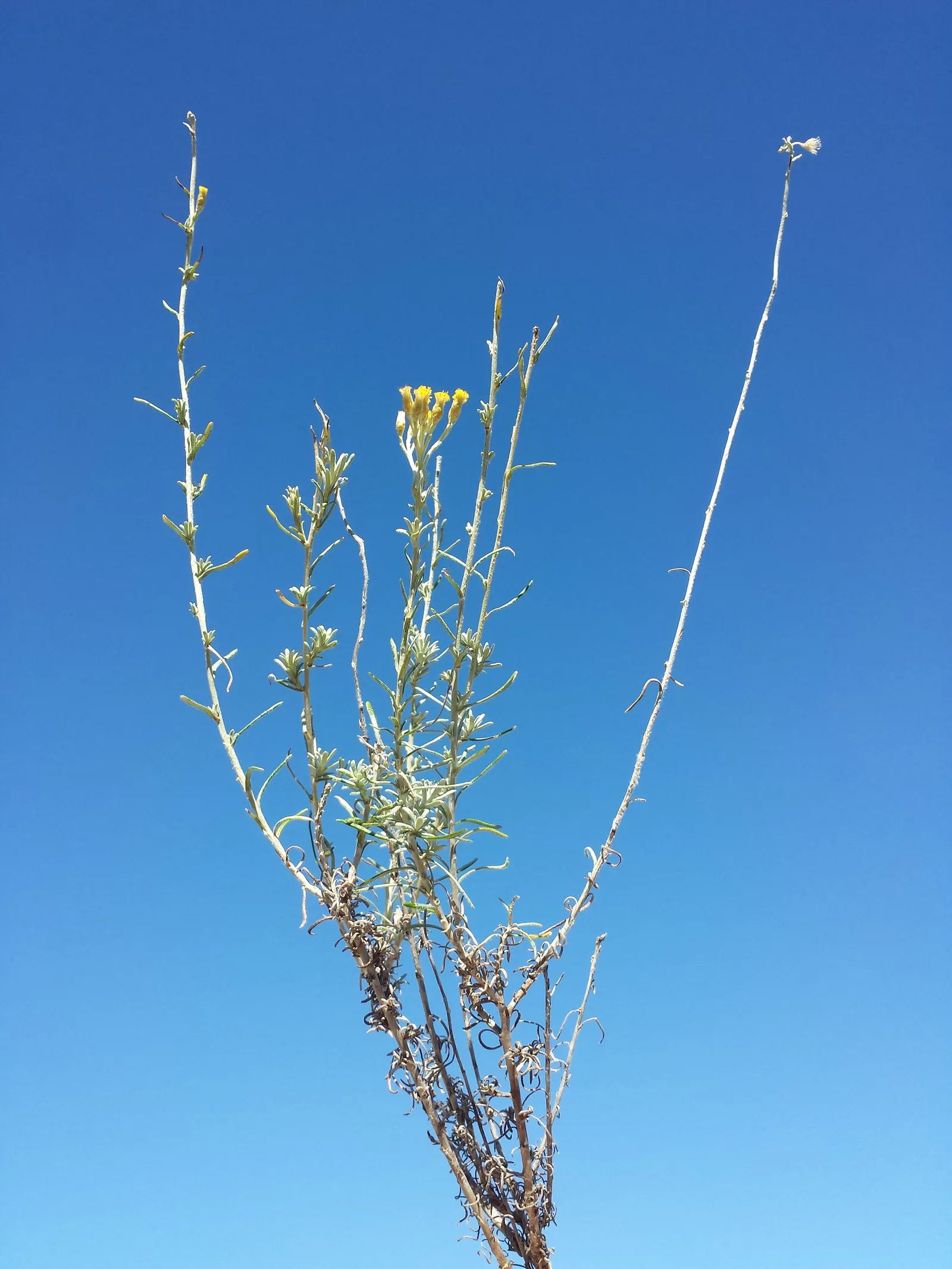 Curry Plant (Helichrysum Italicum) — It thrives in USDA hardiness zones 8 to 11 and prefers full sun exposure to partial shade; commonly known as, image 52