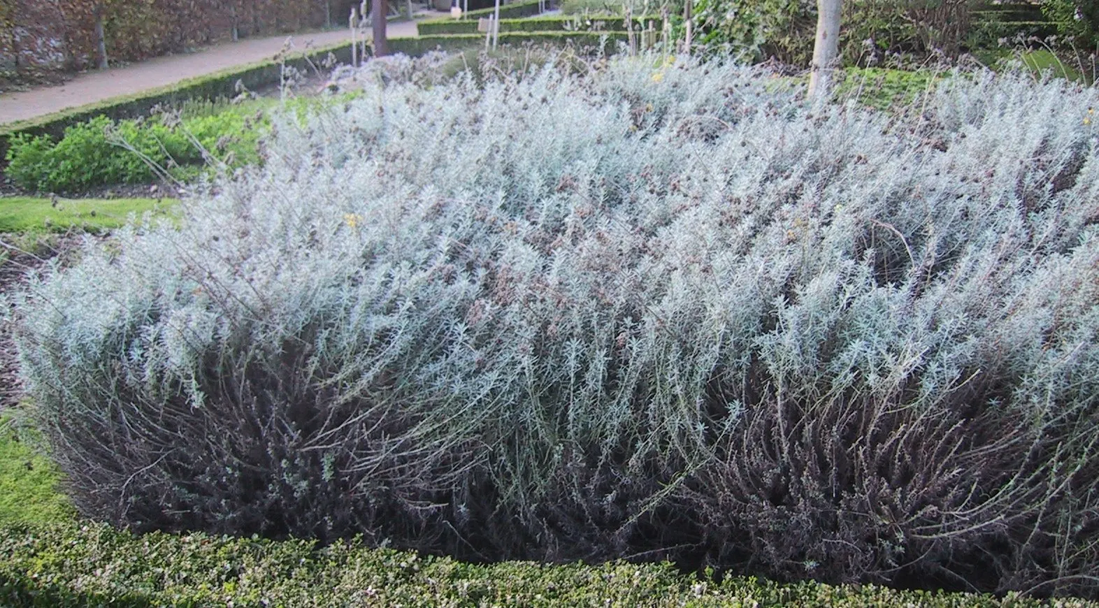 Curry Plant (Helichrysum Italicum) — thriving in full sun and well-drained soil