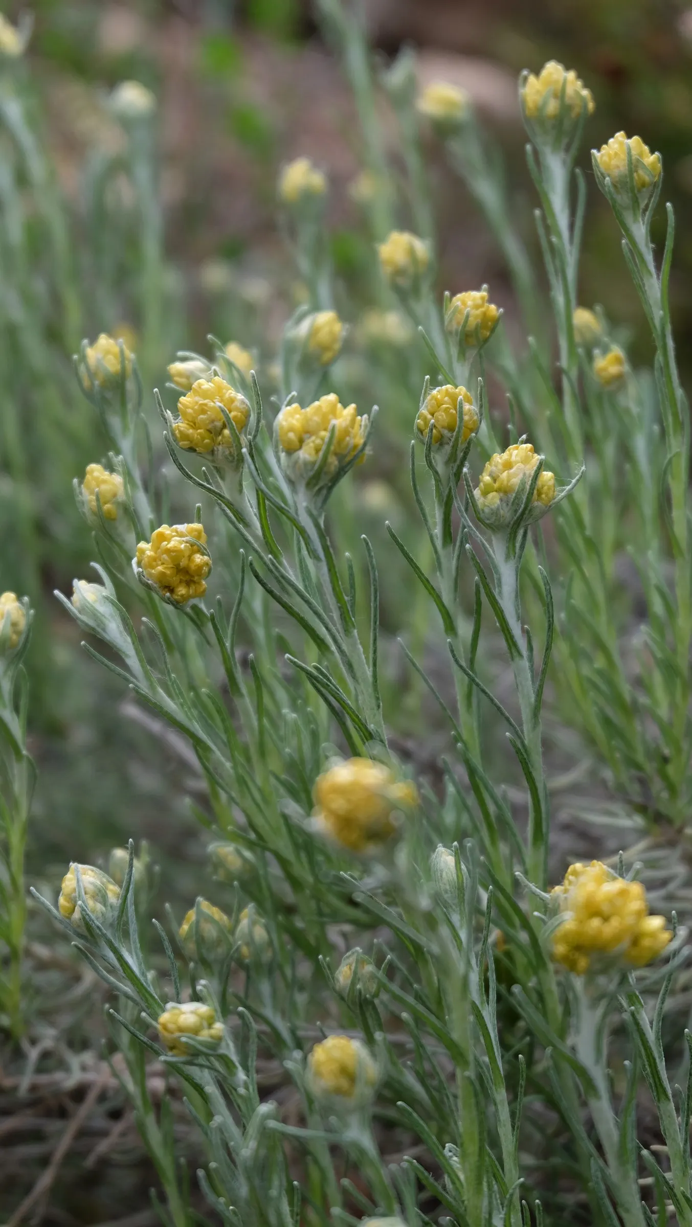 Curry Plant (Helichrysum Italicum) — thriving in full sun and well-drained soil; its summer blooms are small, yellow flowers