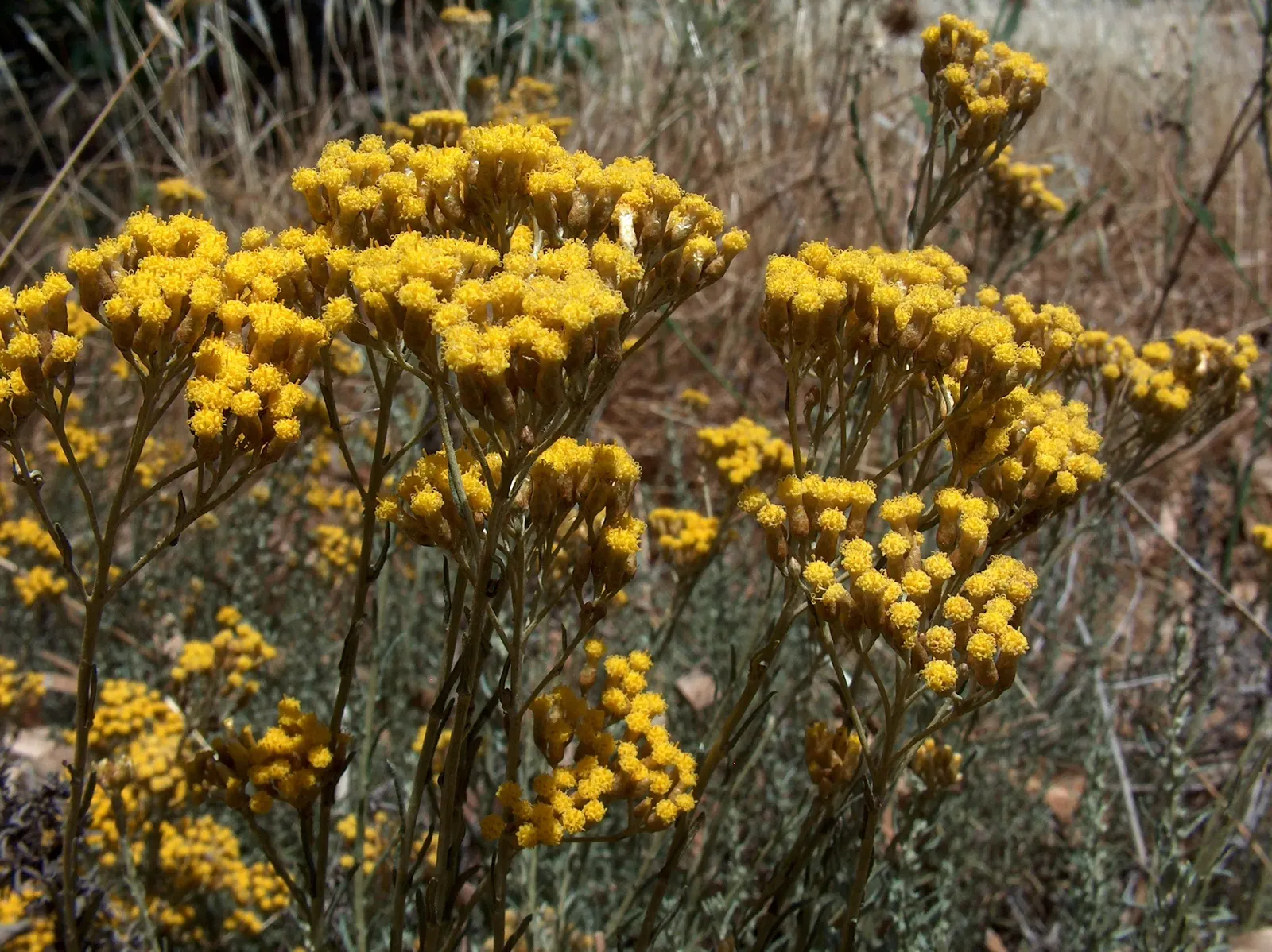 Curry Plant (Helichrysum Italicum) — Helichrysum italicum requires minimal watering once established; features silver-gray foliage with a strong curry fragrance