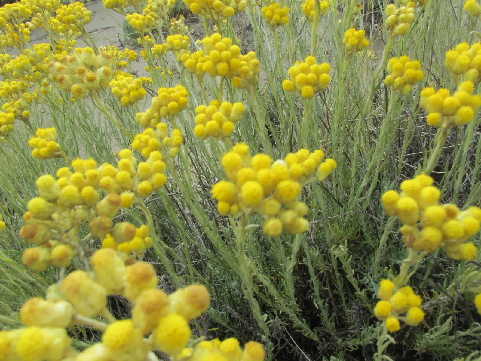 Curry Plant (Helichrysum Italicum) — With good drainage and sandy to loamy soil conditions; helichrysum italicum requires minimal watering once established