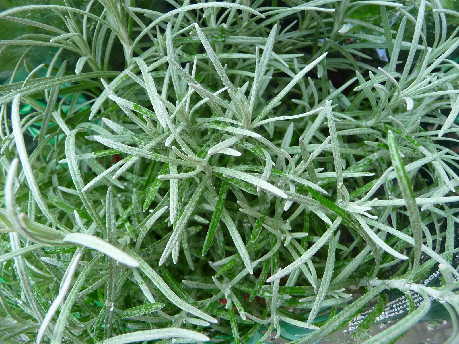 Curry Plant (Helichrysum Italicum) — thriving in full sun and well-drained soil; its summer blooms are small, yellow flowers, image 44