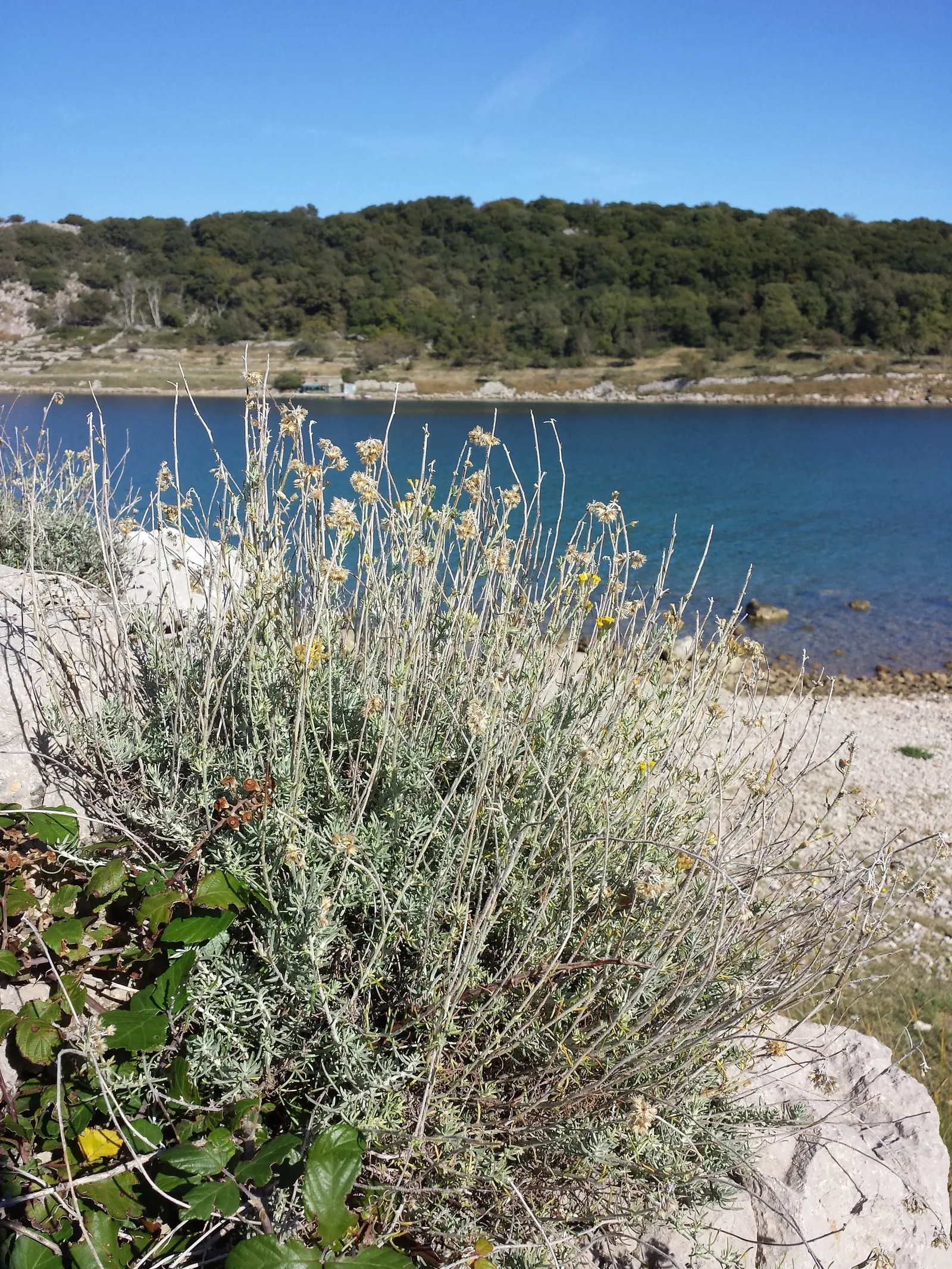 Curry Plant (Helichrysum Italicum) — It thrives in USDA hardiness zones 8 to 11 and prefers full sun exposure to partial shade