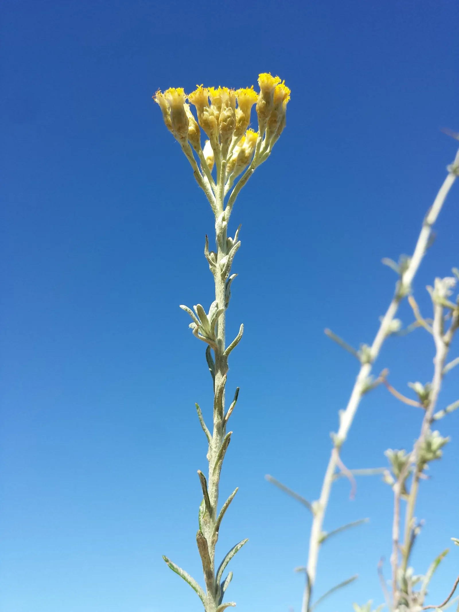 Curry Plant (Helichrysum Italicum) — embodying the essence of Mediterranean climates.<br><br>From late spring to early summer; a member of the, image 56