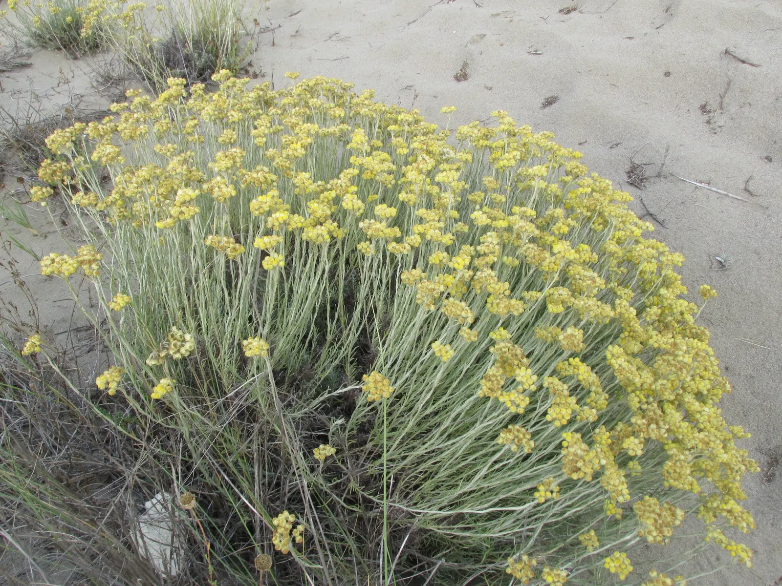 Curry Plant (Helichrysum Italicum) — Its summer blooms are small, yellow flowers