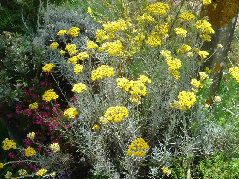 Curry Plant (Helichrysum Italicum) — commonly known as Curry Plant; thriving in full sun and well-drained soil, image 41