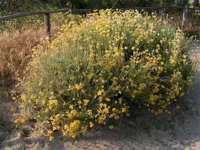 Curry Plant (Helichrysum Italicum) — embodying the essence of Mediterranean climates.<br><br>From late spring to early summer