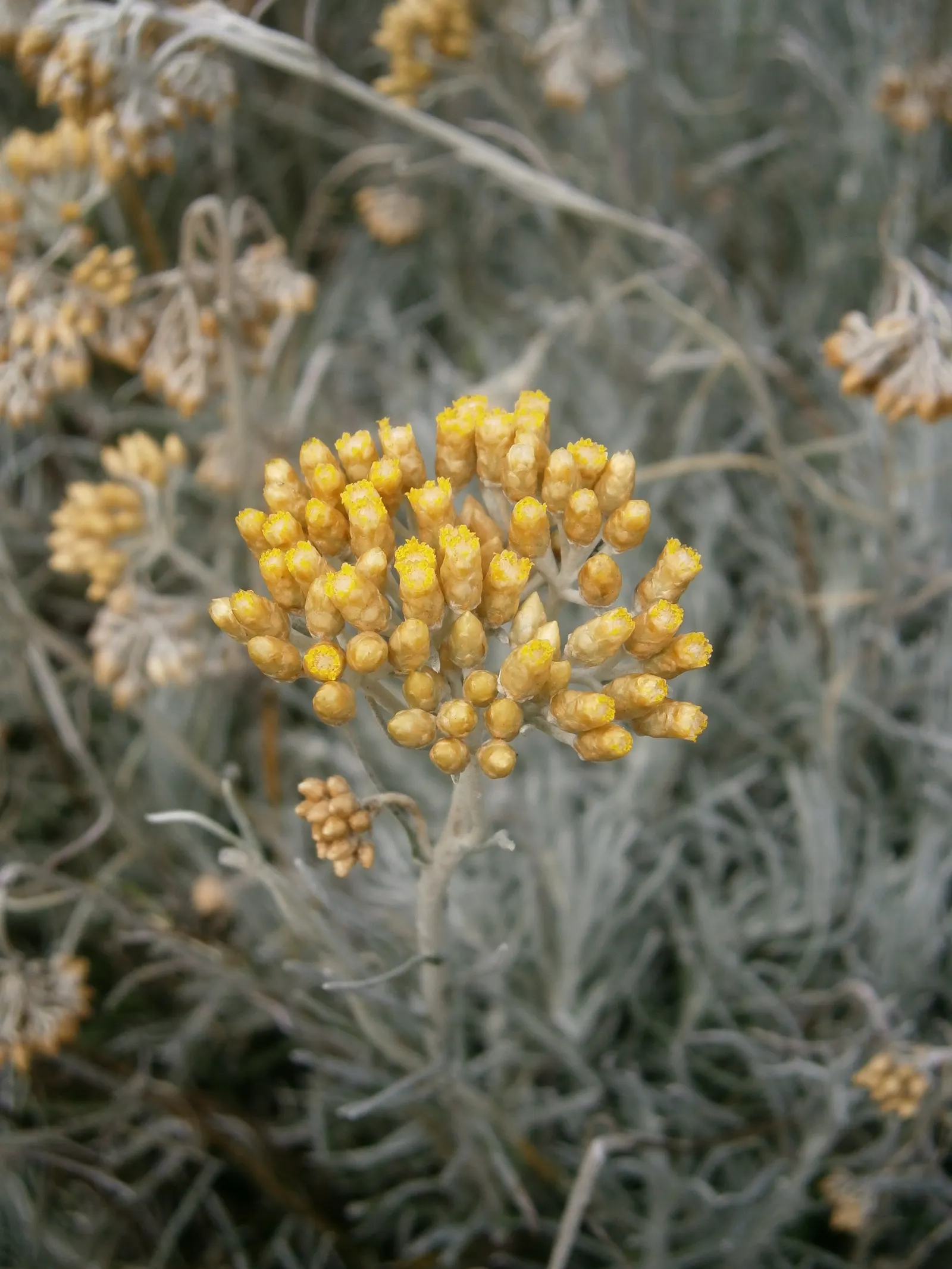 Curry Plant (Helichrysum Italicum) — Noteworthy for its low maintenance and deer resistance; this evergreen perennial typically reaches 18-24 inches in height