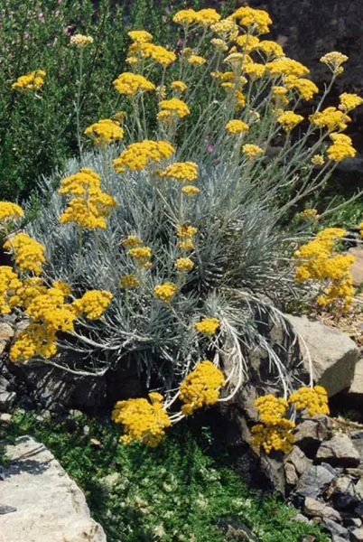 Curry Plant (Helichrysum Italicum) — Its summer blooms are small, yellow flowers; it thrives in USDA hardiness zones 8 to 11 and prefers full sun, image 45