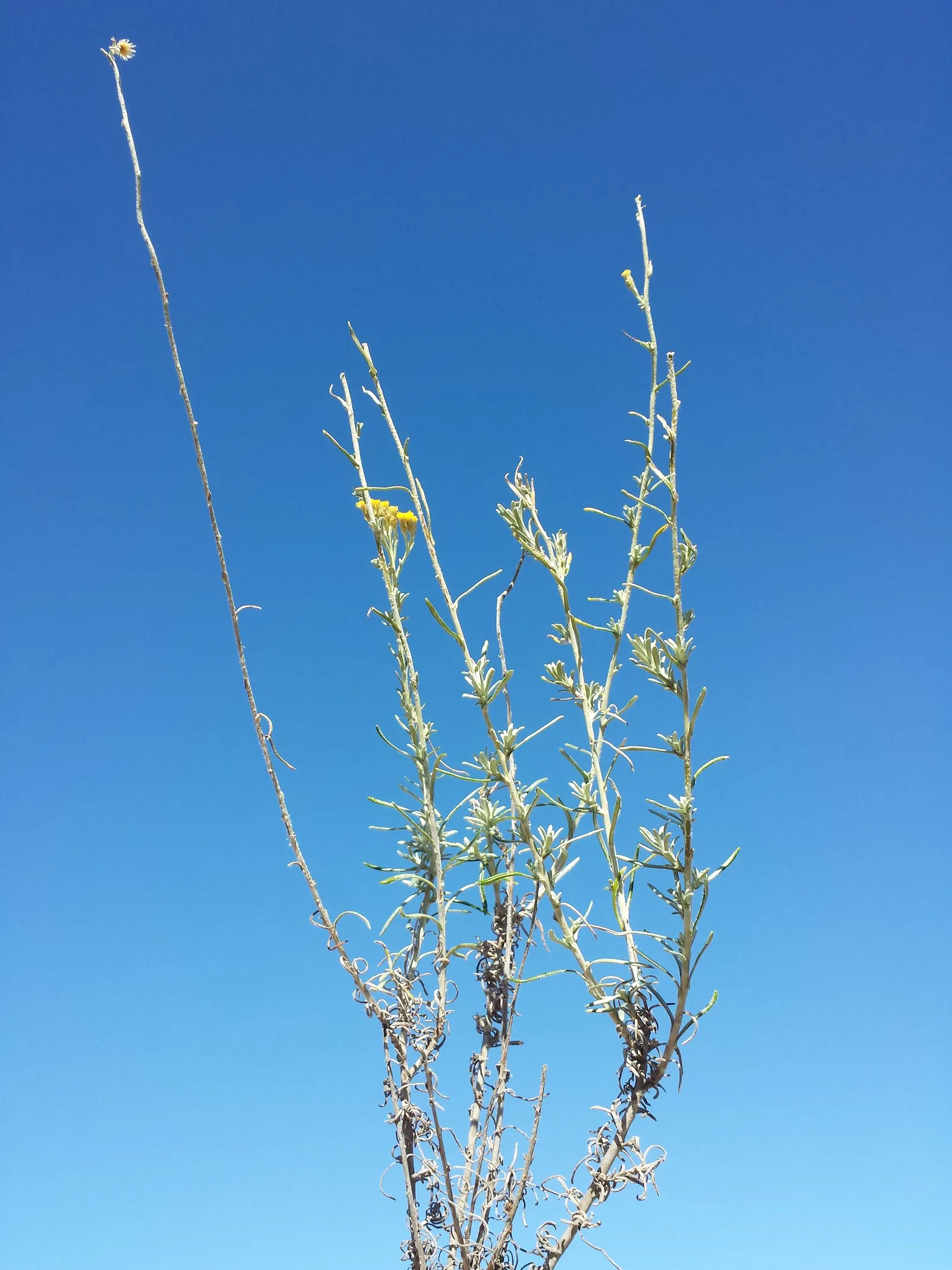 Curry Plant (Helichrysum Italicum) — ground cover for full