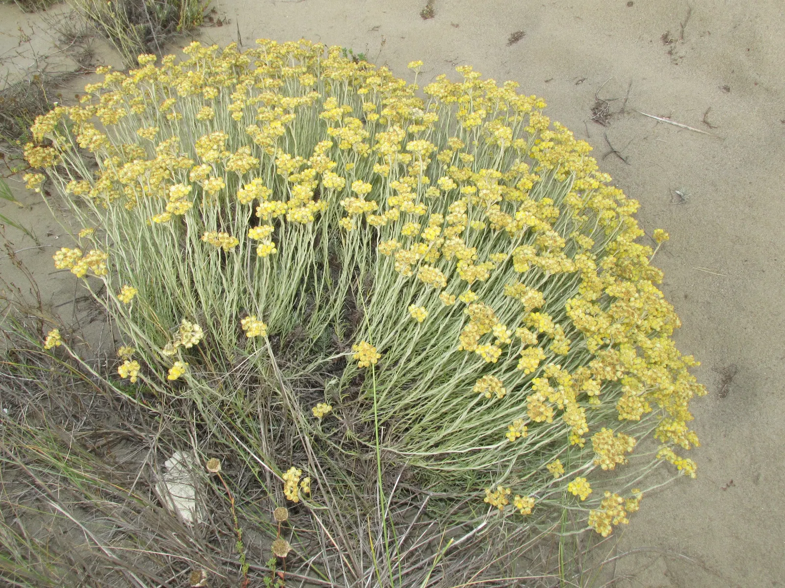 Curry Plant (Helichrysum Italicum) — button-like flowers which contrast nicely against its silver foliage -- a delightful spectacle for visitors, image 57