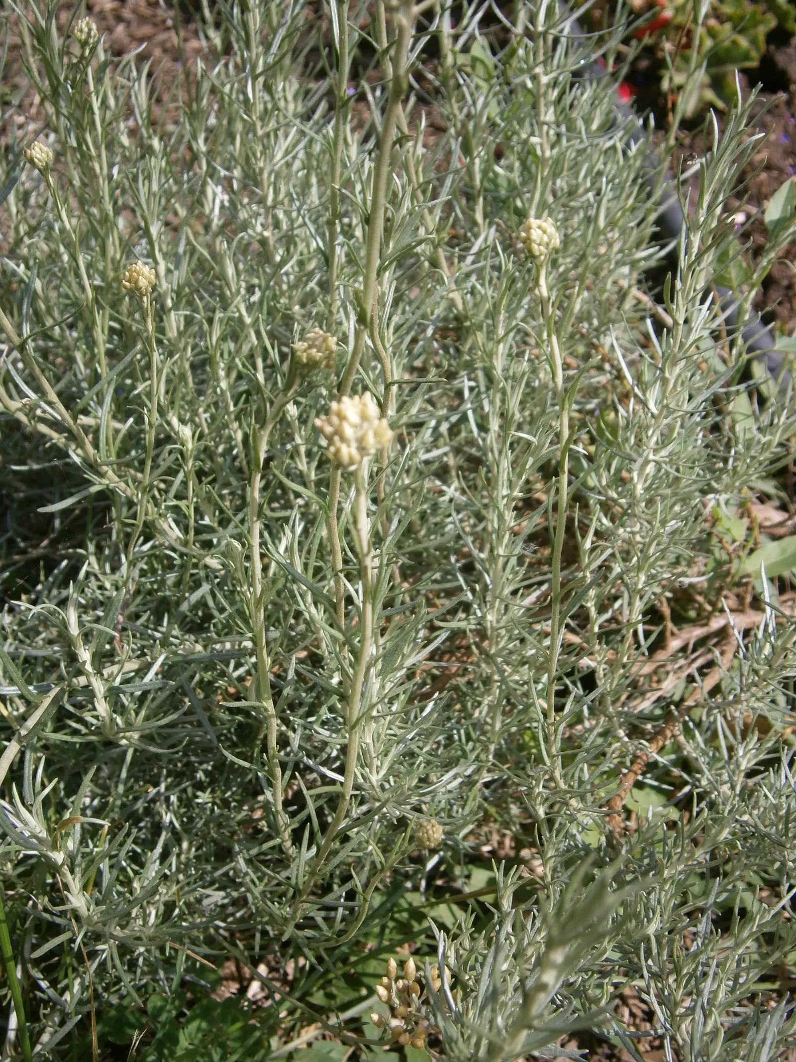 Curry Plant (Helichrysum Italicum) — scientifically named Helichrysum italicum; making it a versatile choice for various garden spots, image 48