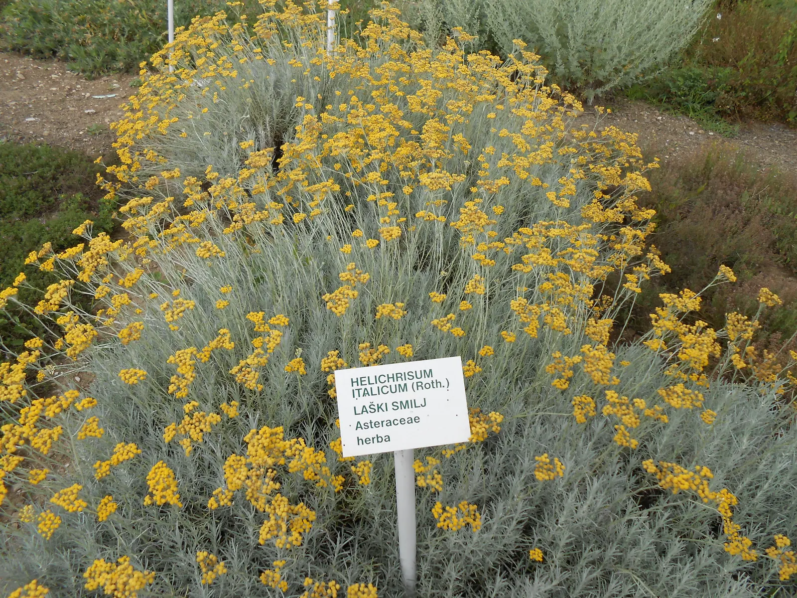 Curry Plant (Helichrysum Italicum) — it's critical to note that this plant is not related to the culinary curry spices; with good drainage and, image 51