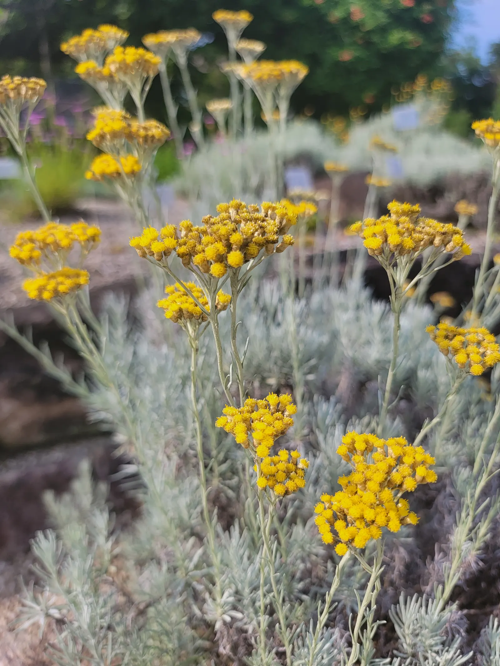 Curry Plant (Helichrysum Italicum) — Helichrysum italicum requires minimal watering once established