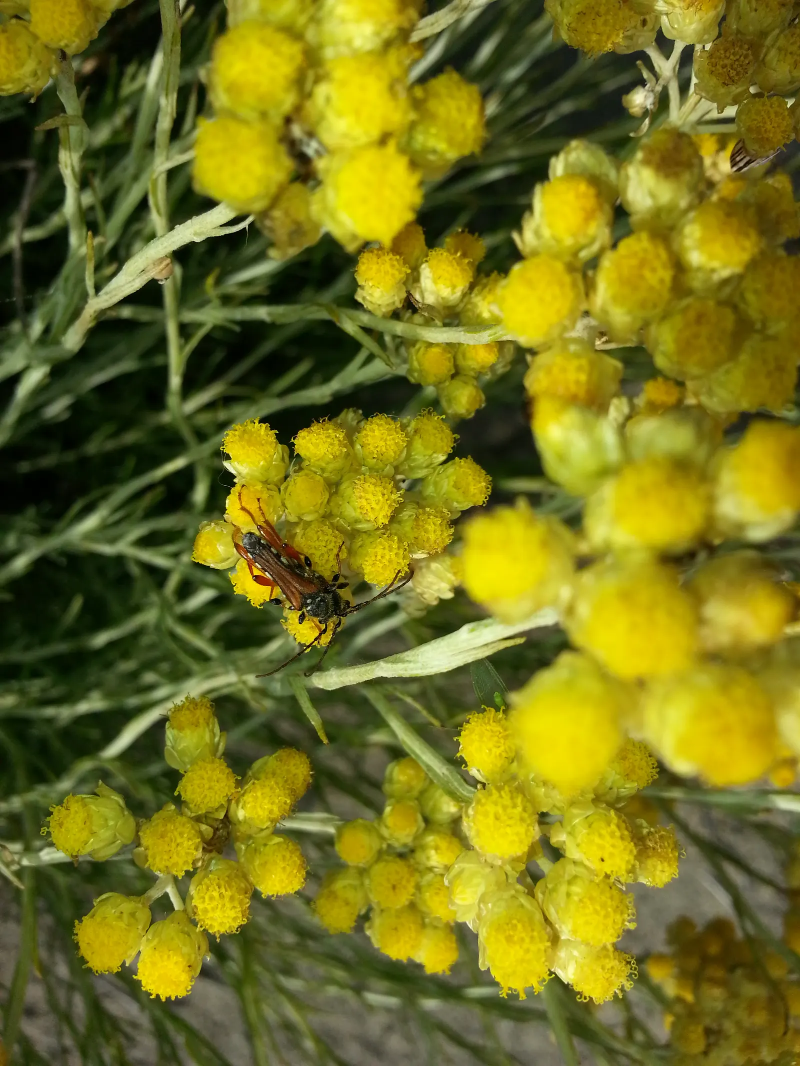 Curry Plant (Helichrysum Italicum) — button-like flowers which contrast nicely against its silver foliage -- a delightful spectacle for visitors