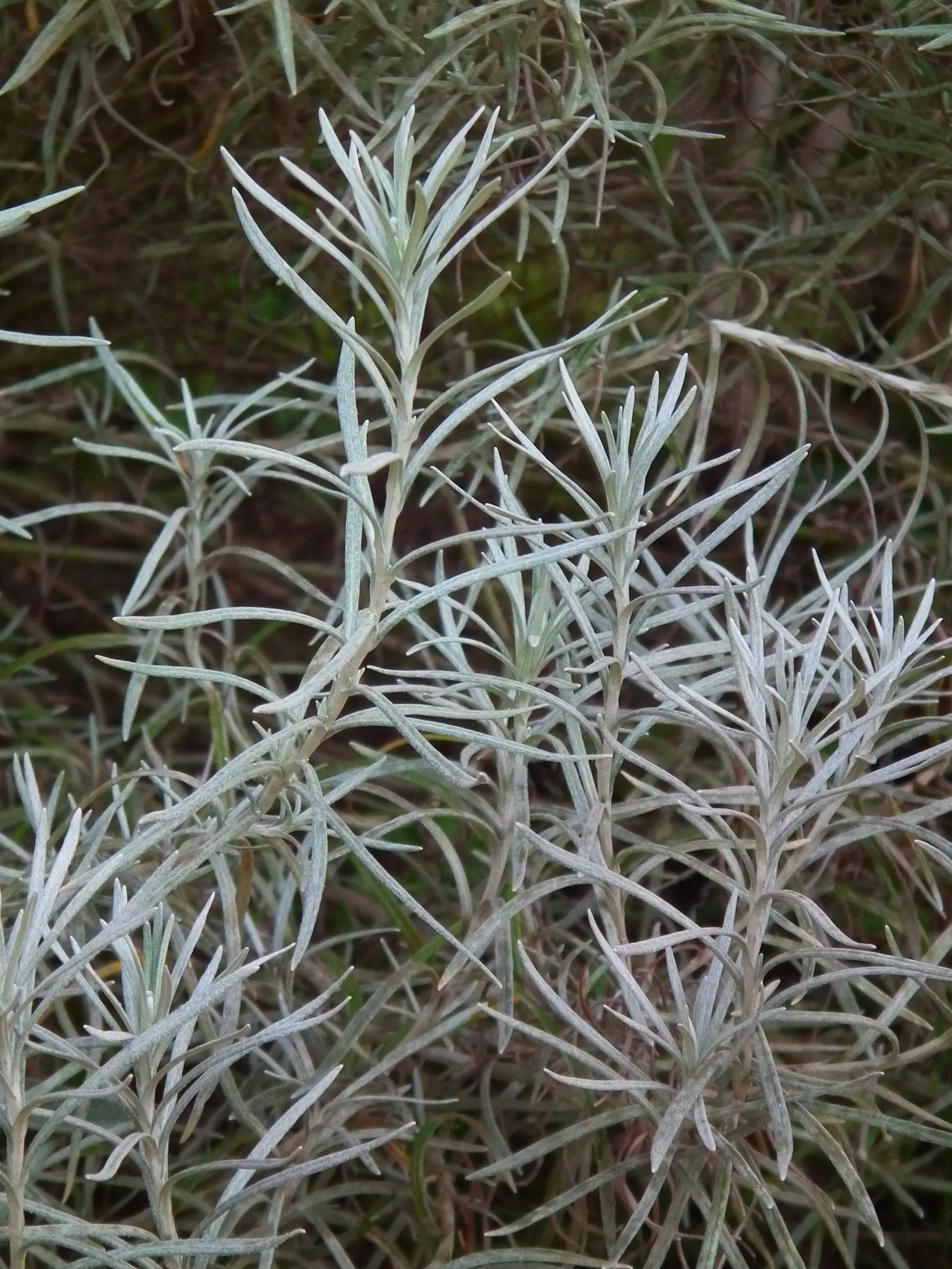 Curry Plant (Helichrysum Italicum) — features silver-gray foliage with a strong curry fragrance; it's critical to note that this plant is not related to the