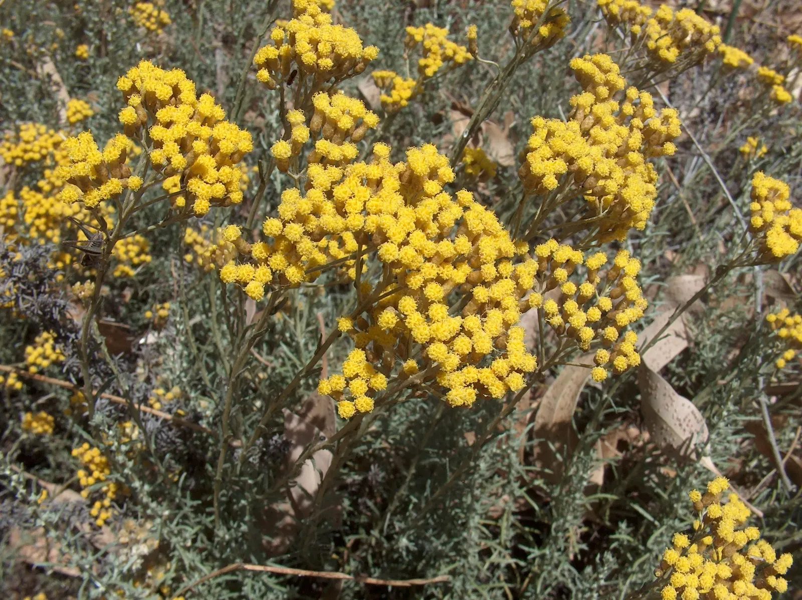 Curry Plant (Helichrysum Italicum) — A member of the Asteraceae family; ground cover for full