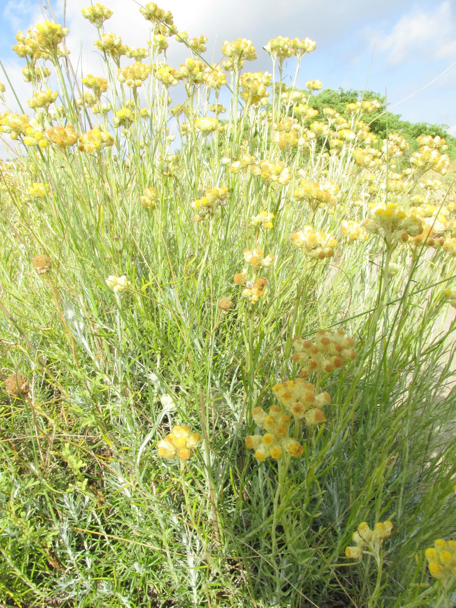 Curry Plant (Helichrysum Italicum) — features silver-gray foliage with a strong curry fragrance