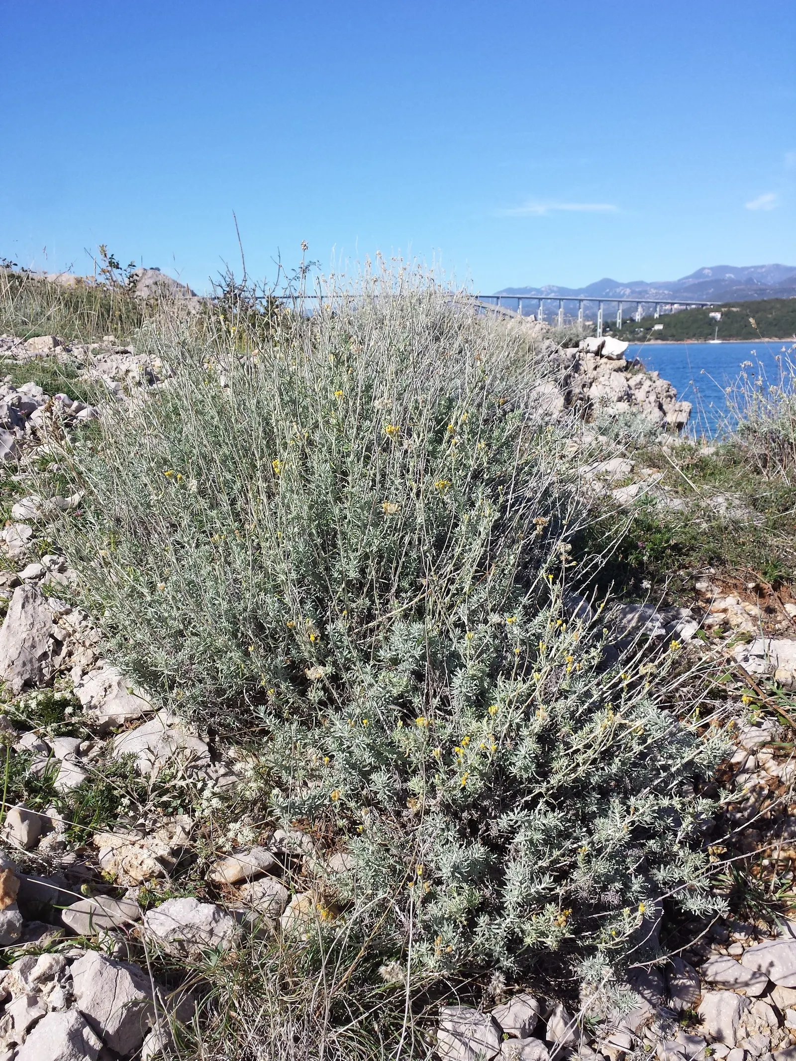 Curry Plant (Helichrysum Italicum) — Its summer blooms are small, yellow flowers; it thrives in USDA hardiness zones 8 to 11 and prefers full sun exposure to