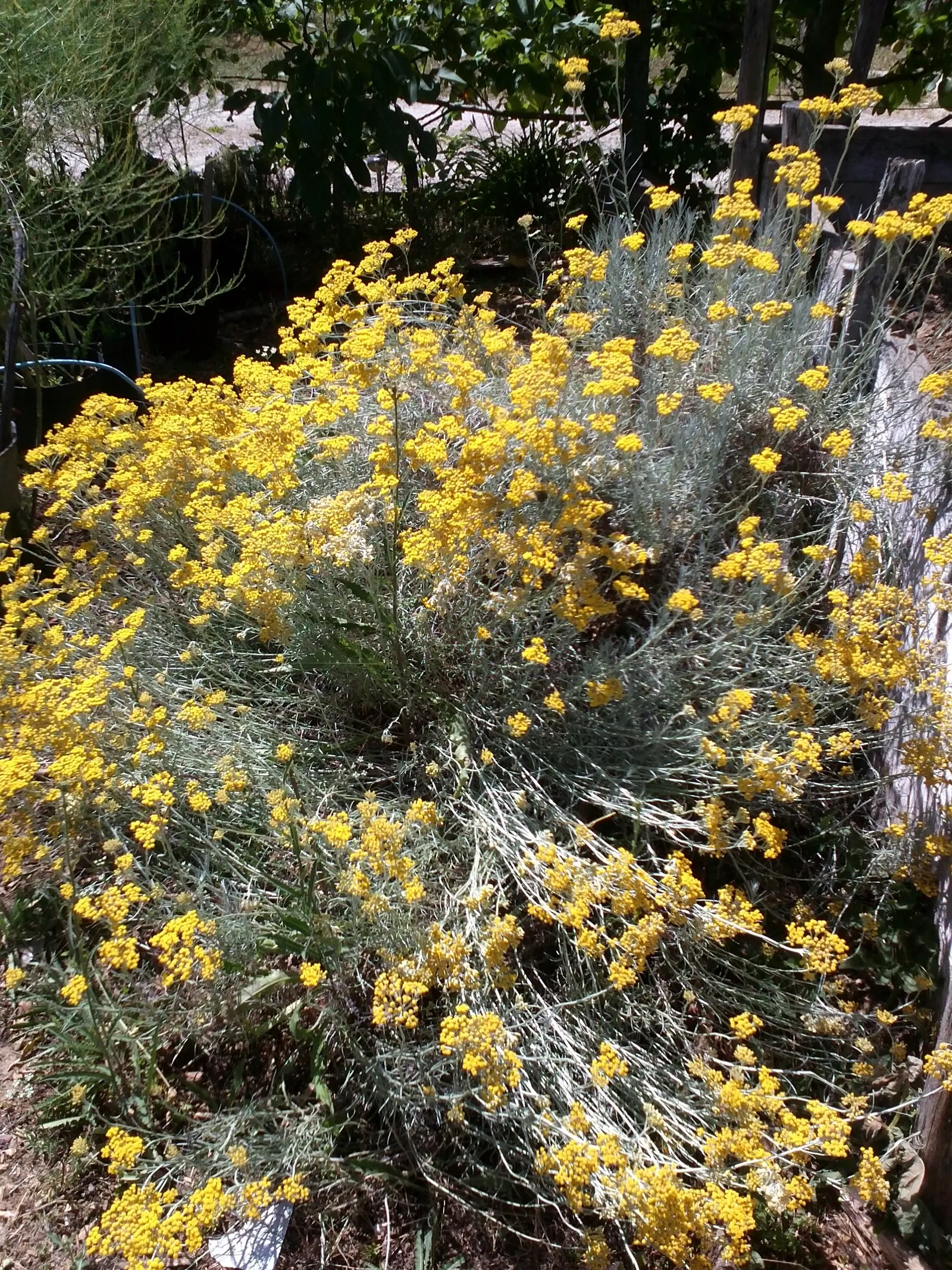 Curry Plant (Helichrysum Italicum) — A member of the Asteraceae family