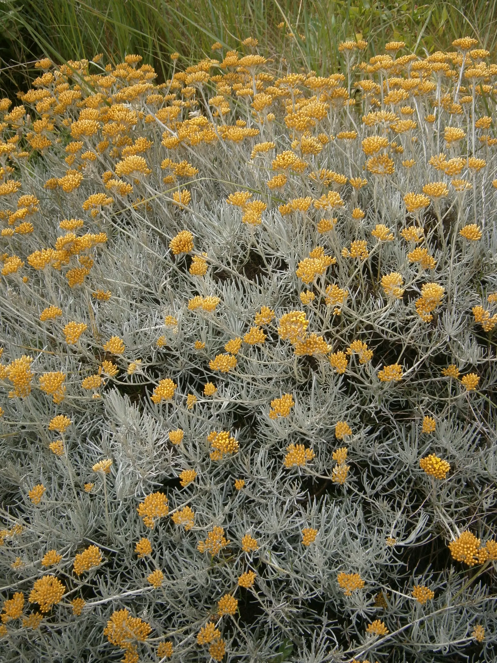Curry Plant (Helichrysum Italicum) — Hardy in USDA zones 8-11, it's excellent for xeriscaping or as a low-maintenance aromatic border; the Curry, image 46