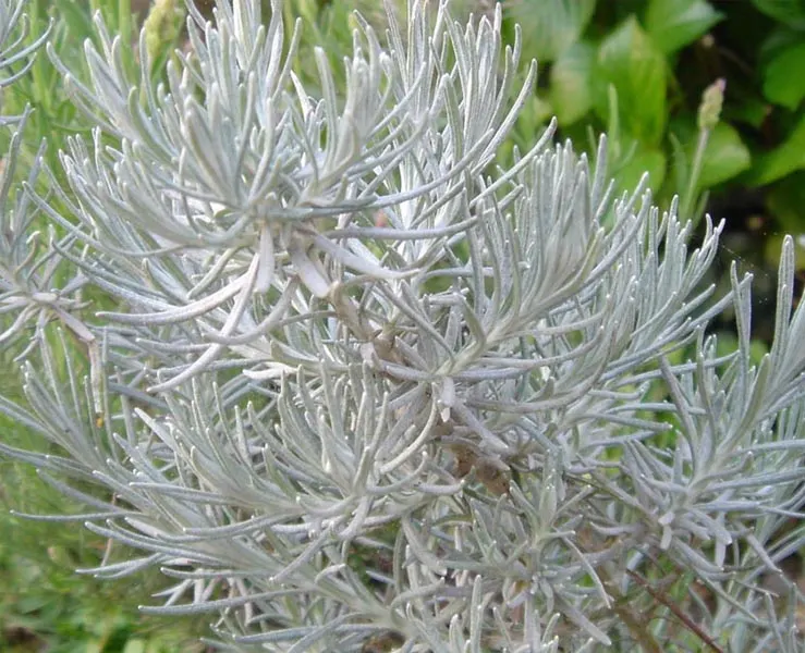 Curry Plant (Helichrysum Italicum) — Deer-resistant, Curry Plant adds texture and contrast to garden designs; hardy in USDA zones 8-11, it's, image 47