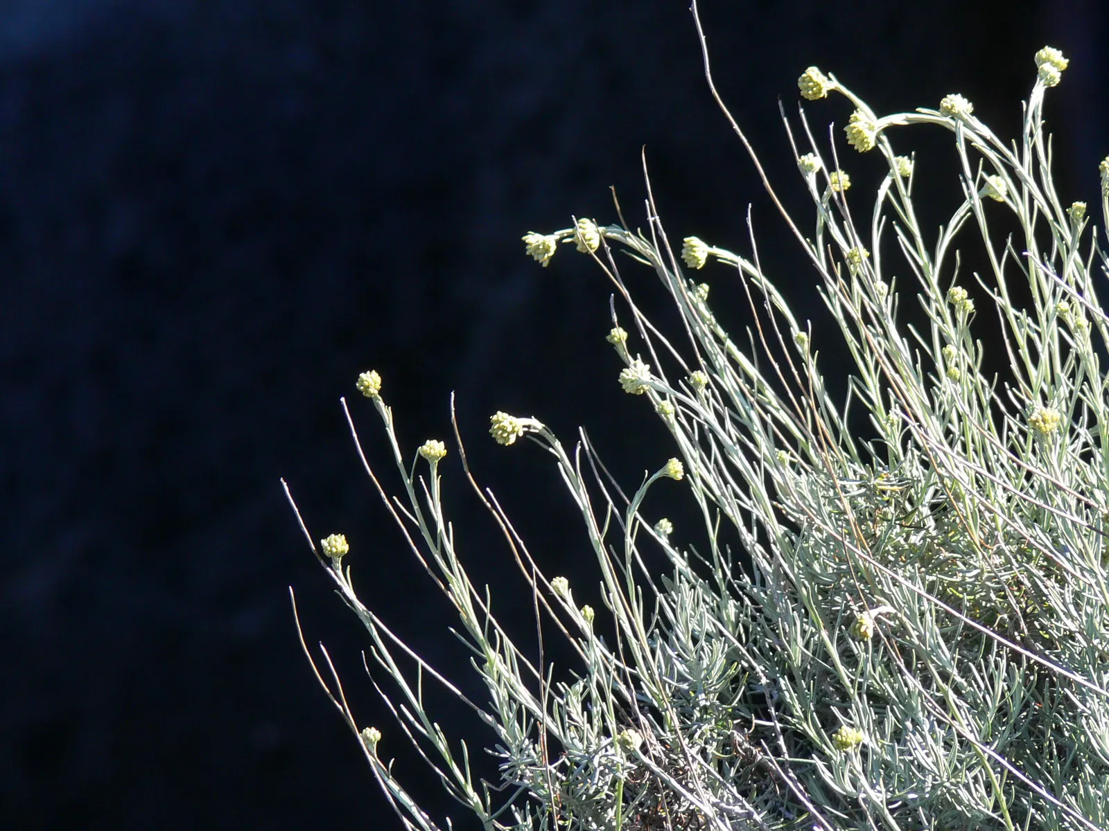 Curry Plant (Helichrysum Italicum) — Deer-resistant, Curry Plant adds texture and contrast to garden designs; hardy in USDA zones 8-11, it's excellent for