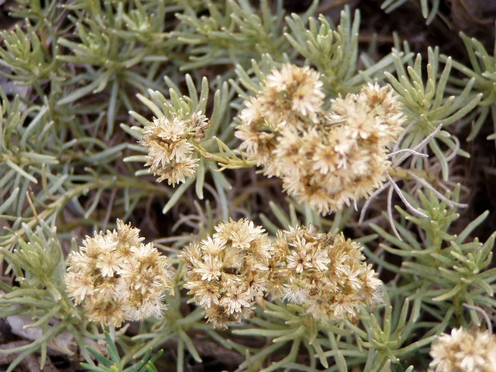 Curry Plant (Helichrysum Italicum) — ground cover for full; button-like flowers which contrast nicely against its silver foliage -- a delightful spectacle for