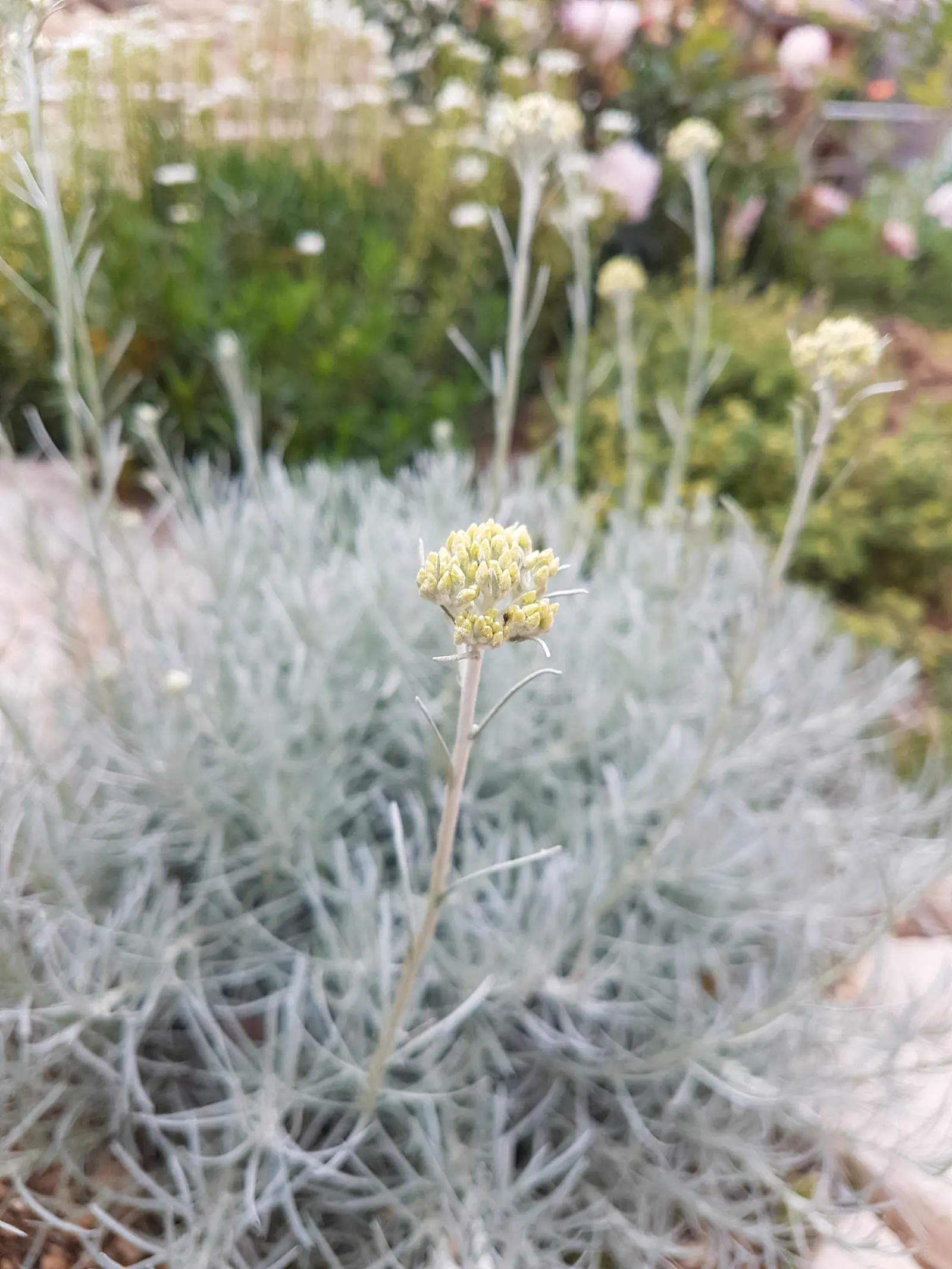 Curry Plant (Helichrysum Italicum) — silver-gray foliage that exudes an enticing curry fragrance when brushed or crushed